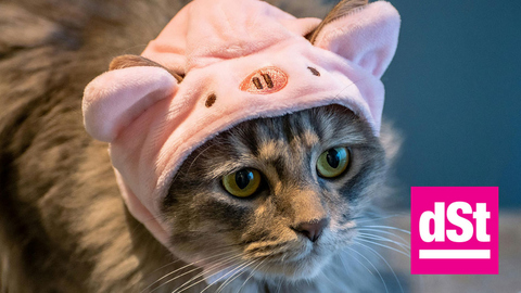 Katze mit rosa Haube am Kopf